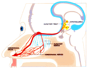 Pheromones and the Vomeronasal Organ (VNO)